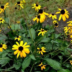 Meet your Posher, Blair